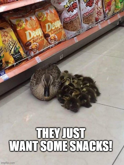 Duck Snacks | THEY JUST WANT SOME SNACKS! | image tagged in ducks | made w/ Imgflip meme maker