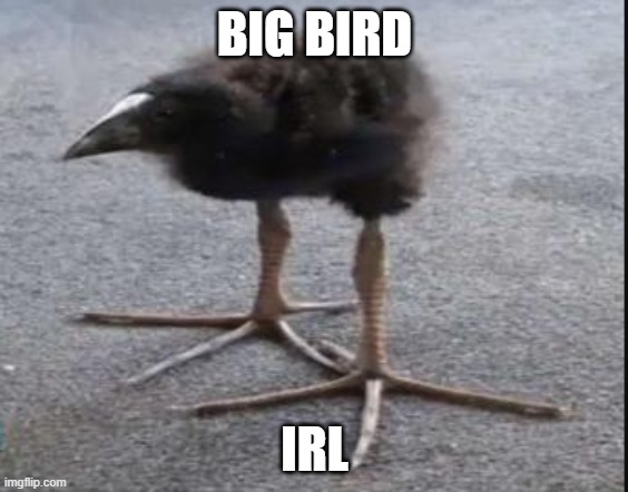 Kiwi Bird | BIG BIRD; IRL | image tagged in kiwi bird | made w/ Imgflip meme maker
