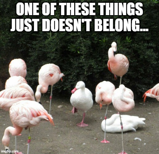 Quackmingo | ONE OF THESE THINGS JUST DOESN'T BELONG... | image tagged in ducks | made w/ Imgflip meme maker