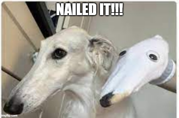 Sock Dog | NAILED IT!!! | image tagged in dogs | made w/ Imgflip meme maker