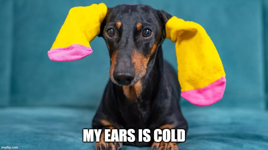 Ears | MY EARS IS COLD | image tagged in dogs | made w/ Imgflip meme maker