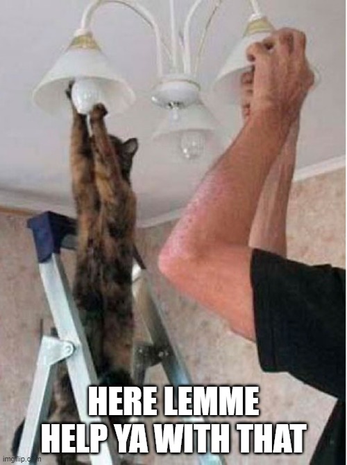 Cat Help | HERE LEMME HELP YA WITH THAT | image tagged in cats | made w/ Imgflip meme maker