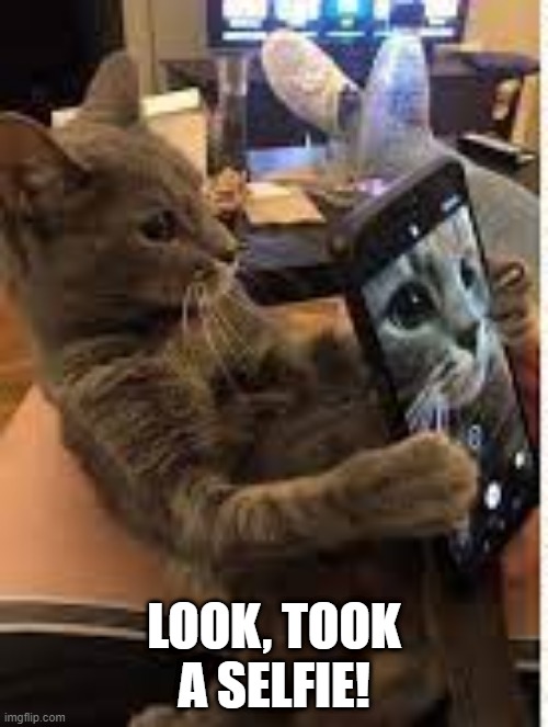 Cat Selfie | LOOK, TOOK A SELFIE! | image tagged in cats | made w/ Imgflip meme maker