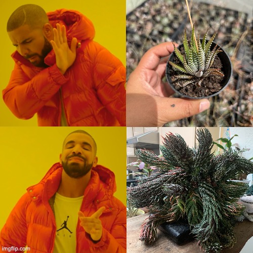 Haworthia zebra plant | image tagged in memes,drake hotline bling,haworthia zebra plant | made w/ Imgflip meme maker