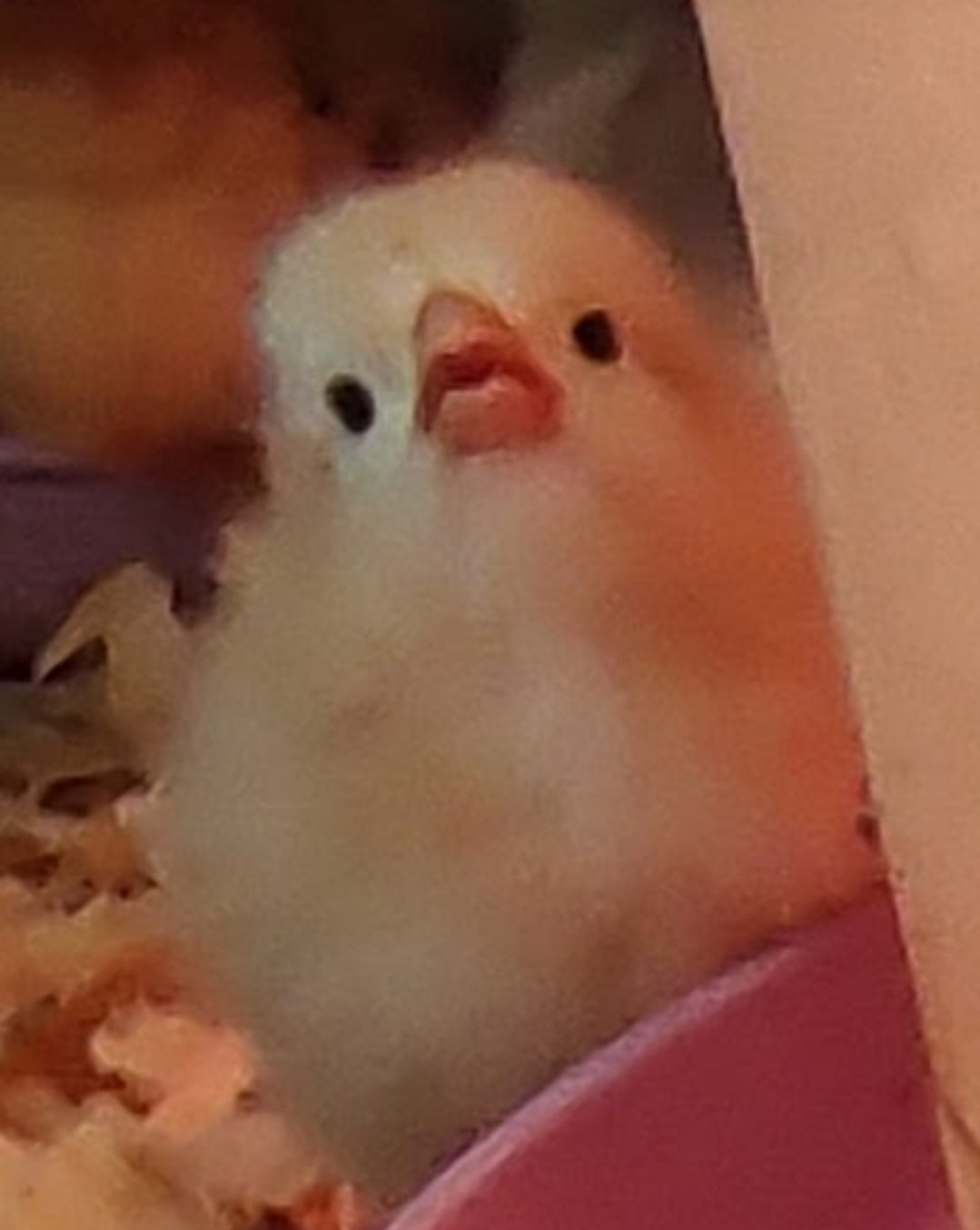 High Quality Surprised chick Blank Meme Template