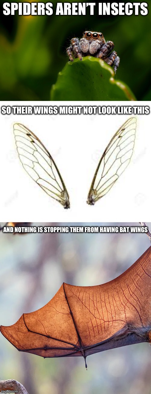 HEHEHEHEHE FLAP FLAP FLAP FLAP | made w/ Imgflip meme maker
