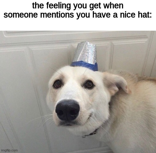 title | the feeling you get when someone mentions you have a nice hat: | image tagged in dog nice hat,memes,dogs,dog,funny | made w/ Imgflip meme maker
