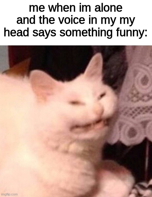 Cat Laughing | me when im alone and the voice in my my head says something funny: | image tagged in cat laughing,memes,funny,cats,alone,cat | made w/ Imgflip meme maker