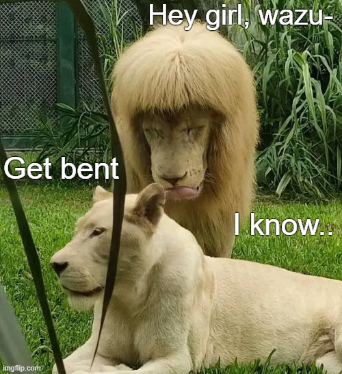 Hey girl, wazu-; Get bent; I know.. | image tagged in funny animals,funny,lions | made w/ Imgflip meme maker