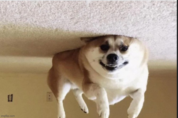 Upside down dog | image tagged in upside down dog | made w/ Imgflip meme maker