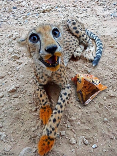 Cheetah with Cheetos | image tagged in cheetah,cheetos | made w/ Imgflip meme maker