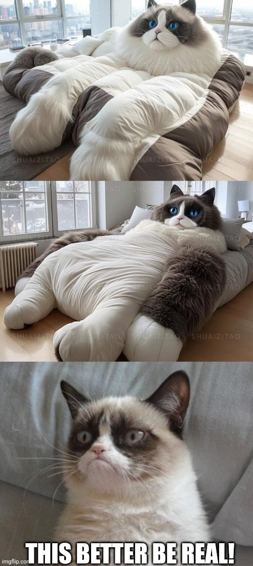 I COULD SLEEP ON THAT | THIS BETTER BE REAL! | image tagged in memes,grumpy cat bed,cats,funny cats | made w/ Imgflip meme maker