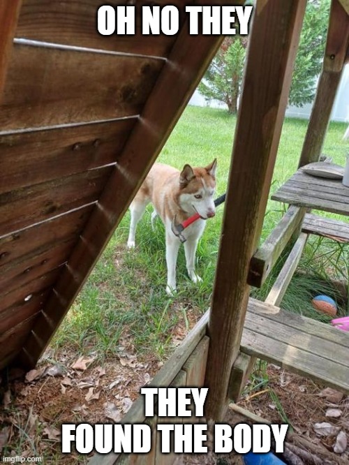 Dog with hammer | OH NO THEY; THEY FOUND THE BODY | image tagged in dog | made w/ Imgflip meme maker