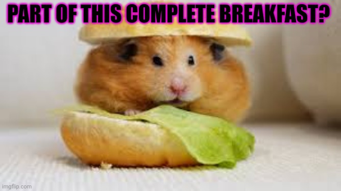 $5.99 for a hamburger? Are you kidding me? | PART OF THIS COMPLETE BREAKFAST? | image tagged in hamster,hamburger,599,but why why would you do that | made w/ Imgflip meme maker
