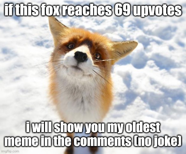 (mod note: dew it)[my note to mod note: bro wait untill it reaches 69 upvotes] | if this fox reaches 69 upvotes; i will show you my oldest meme in the comments (no joke) | image tagged in what does the fox say | made w/ Imgflip meme maker
