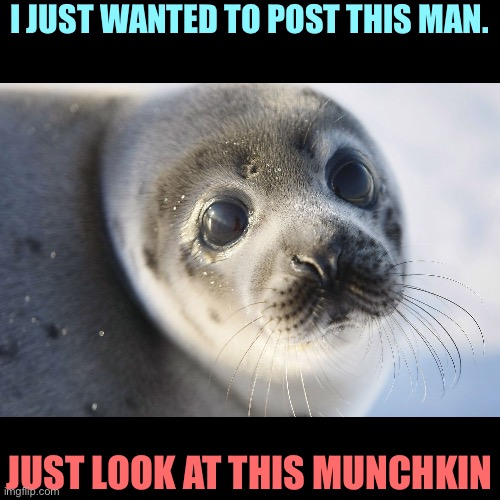 Seal | I JUST WANTED TO POST THIS MAN. JUST LOOK AT THIS MUNCHKIN | image tagged in seal | made w/ Imgflip meme maker