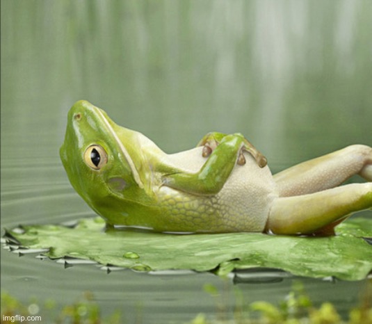 FROG GOOD NIGHT | image tagged in frog good night | made w/ Imgflip meme maker