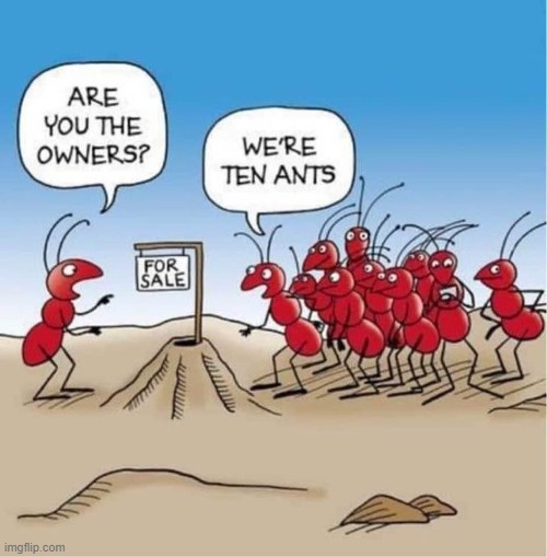 Heard they were very antsy to move in ASAP | image tagged in vince vance,ants,ant hill,tenants,cartoon,for sale | made w/ Imgflip meme maker