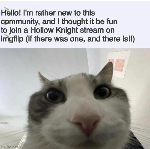 Well, I'm not 100% in it yet (I'm getting the game on my birthday, which is soon!) | Hello! I'm rather new to this community, and I thought it be fun to join a Hollow Knight stream on imgflip (if there was one, and there is!!) | image tagged in cat looks inside | made w/ Imgflip meme maker