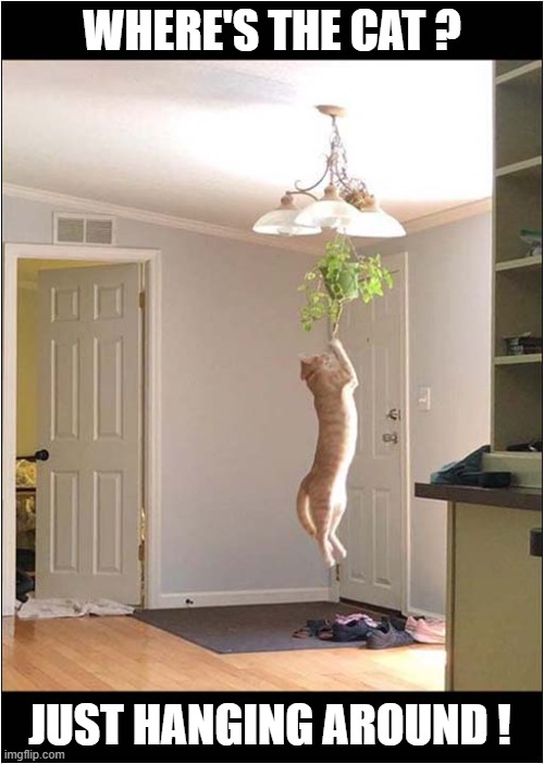 Bad Pun Warning ! | WHERE'S THE CAT ? JUST HANGING AROUND ! | image tagged in cats,bad pun,hanging | made w/ Imgflip meme maker