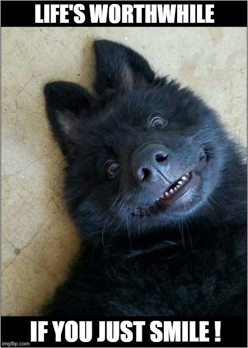 A Happy Dog ! | LIFE'S WORTHWHILE; IF YOU JUST SMILE ! | image tagged in dogs,happy,smile | made w/ Imgflip meme maker