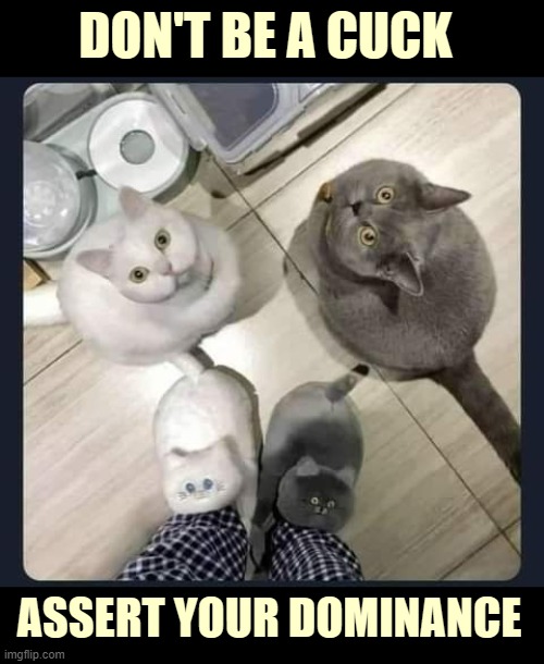 DON'T BE A CUCK; ASSERT YOUR DOMINANCE | image tagged in cats,funny | made w/ Imgflip meme maker
