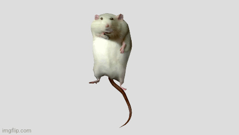 High Quality Spinrat Blank Meme Template