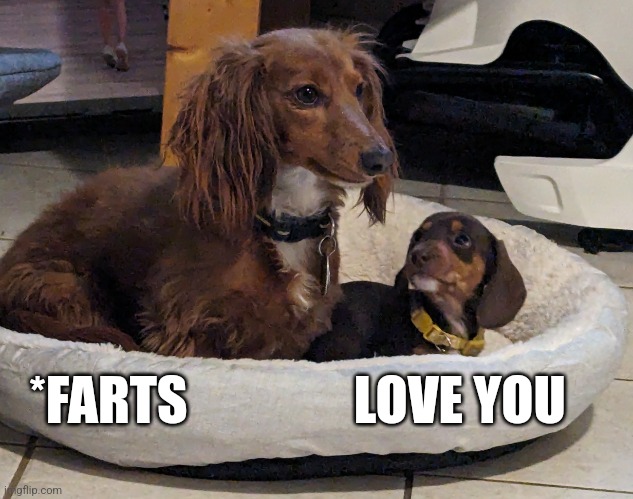Dachshundheit | *FARTS                LOVE YOU | image tagged in dogs | made w/ Imgflip meme maker