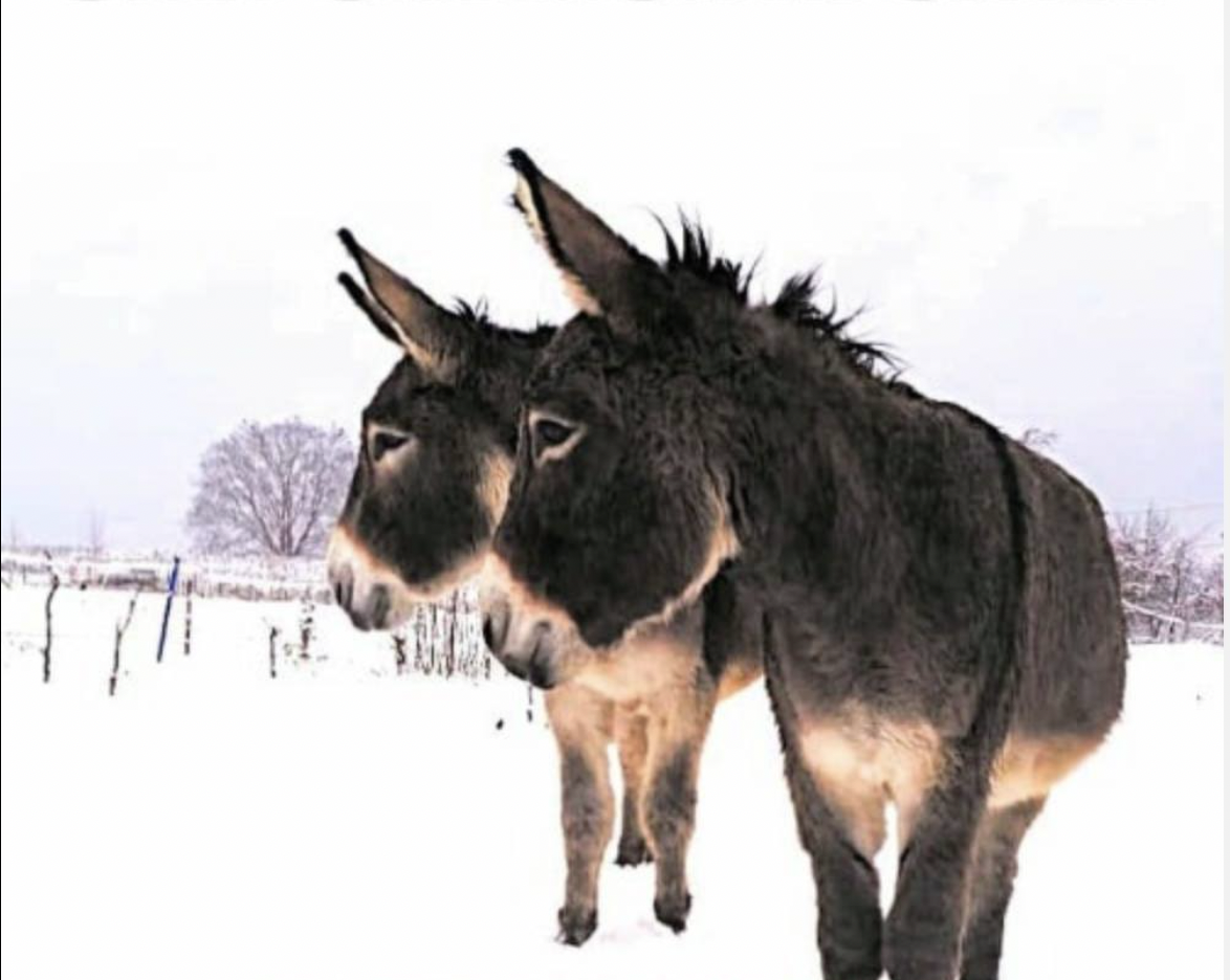 TWO WEEKS Blank Meme Template