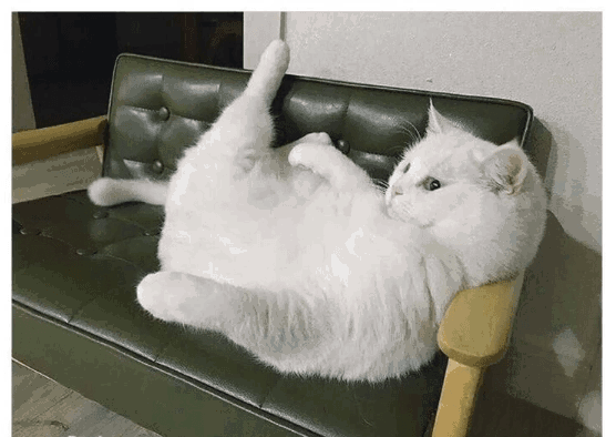 Cat is relaxed Blank Meme Template