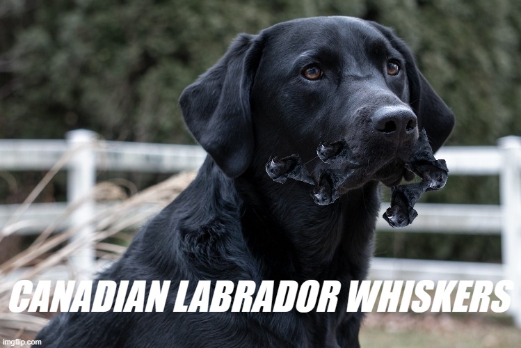 canadian labrador whiskers | CANADIAN LABRADOR WHISKERS | image tagged in black labrador,canadian whiskers | made w/ Imgflip meme maker