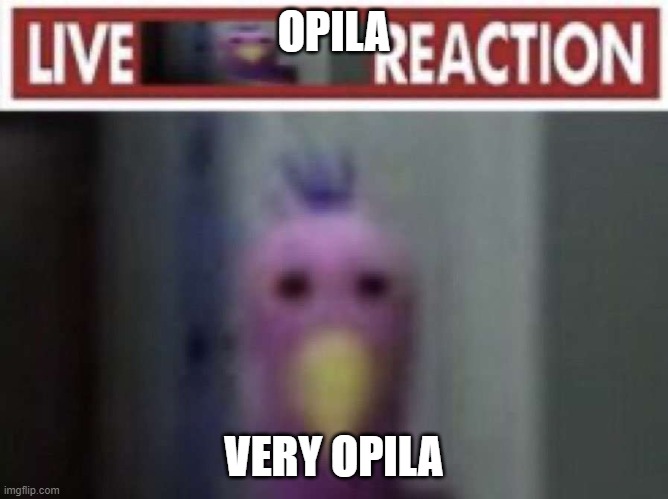 Live opila bird reaction | OPILA VERY OPILA | image tagged in live opila bird reaction | made w/ Imgflip meme maker