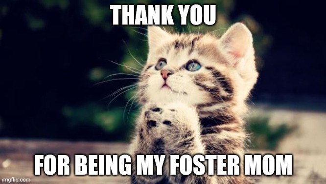 Thankful kitten | THANK YOU; FOR BEING MY FOSTER MOM | image tagged in cute kitten,thanks,fostering | made w/ Imgflip meme maker