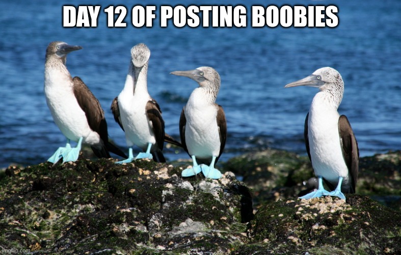 DAY 12 OF POSTING BOOBIES | made w/ Imgflip meme maker