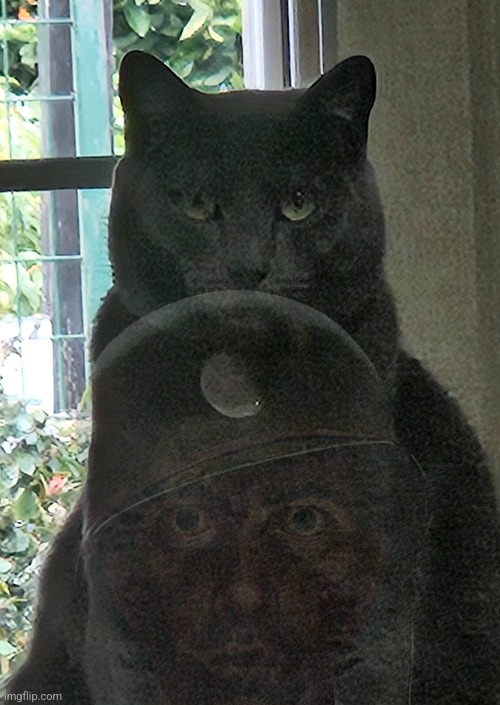 Why my cat kinda | made w/ Imgflip meme maker