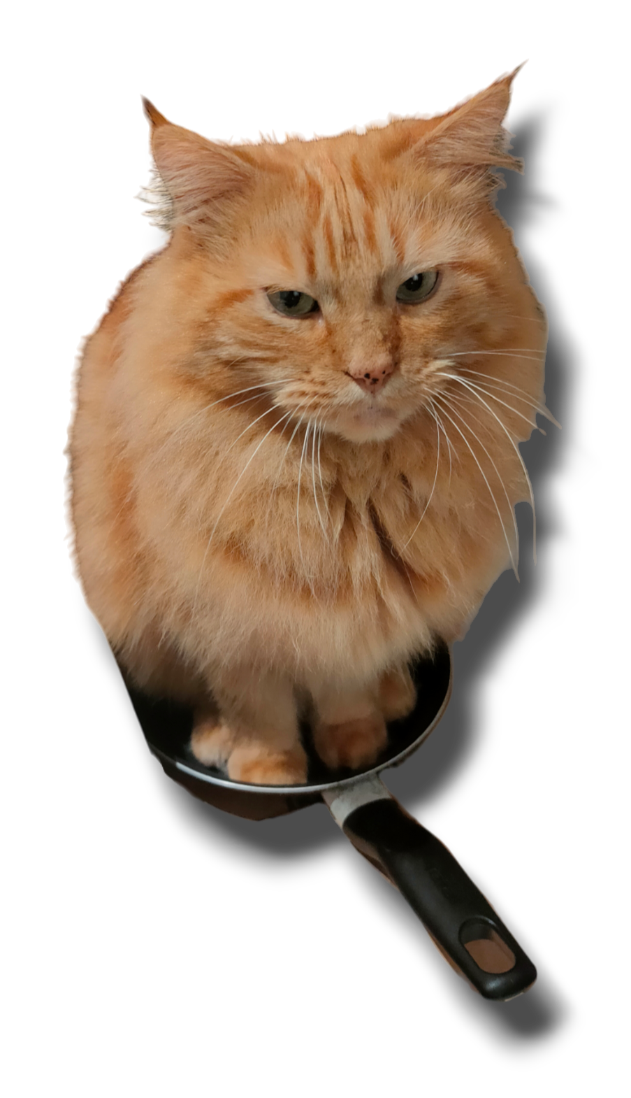 Chat dans une poêle Blank Meme Template
