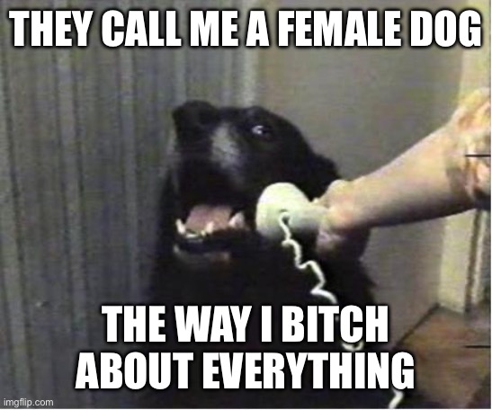 Can confirm | THEY CALL ME A FEMALE DOG; THE WAY I BITCH ABOUT EVERYTHING | image tagged in yes this is dog | made w/ Imgflip meme maker