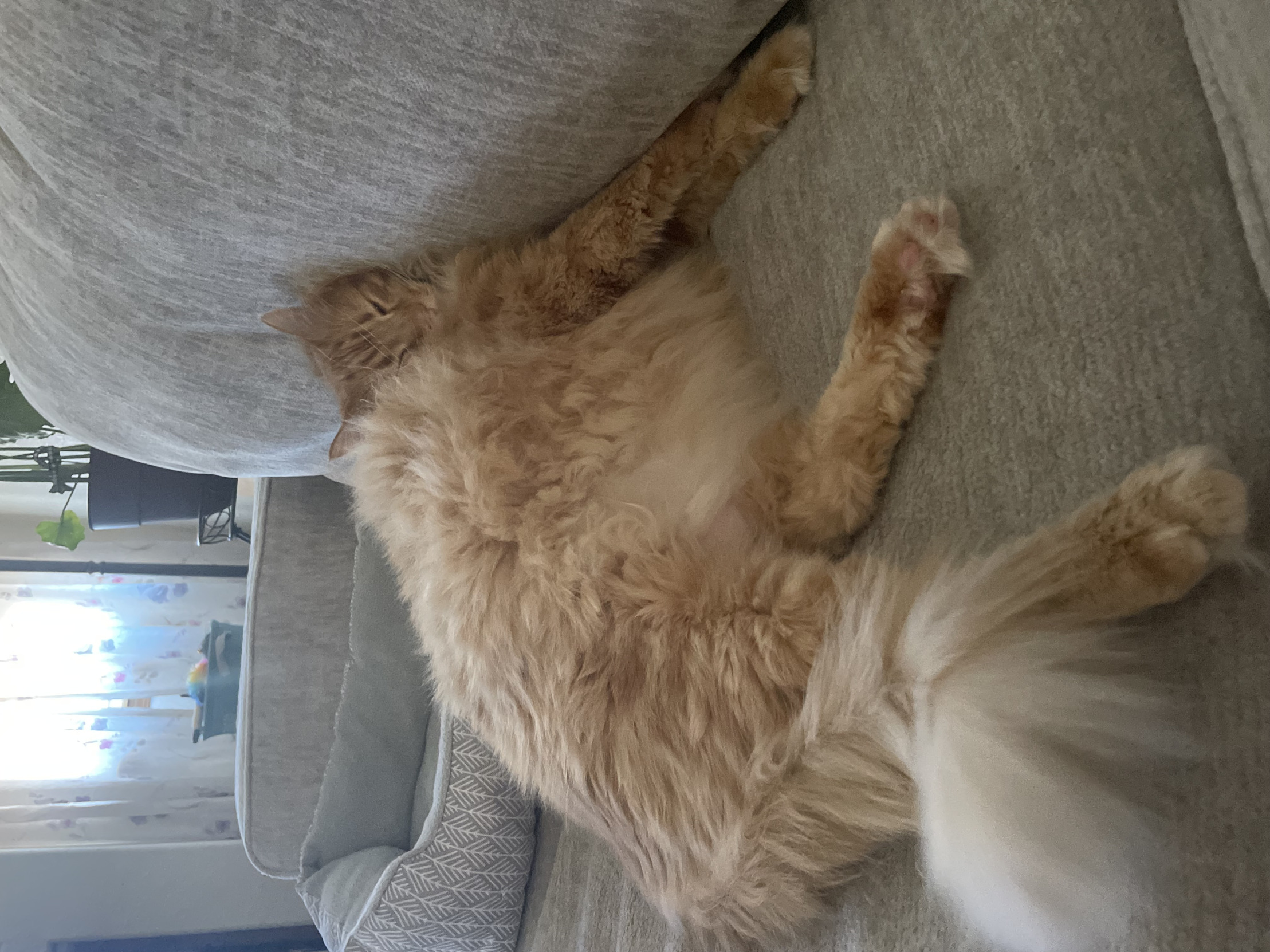Fat ahh cat Blank Meme Template