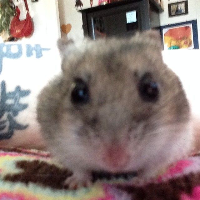 Wham bam hamster cam Blank Meme Template