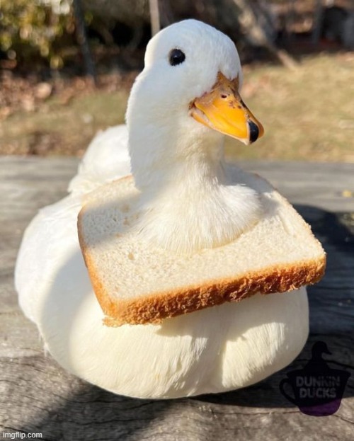 image tagged in ducks,bread | made w/ Imgflip meme maker