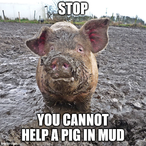 pig | STOP; YOU CANNOT HELP A PIG IN MUD | image tagged in pig in mud | made w/ Imgflip meme maker