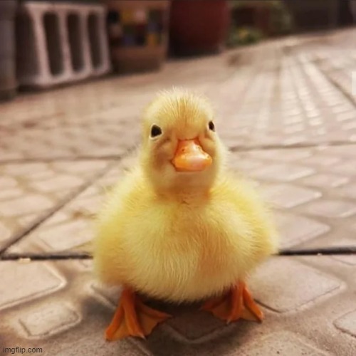 The cutest duck ever | image tagged in ducks | made w/ Imgflip meme maker