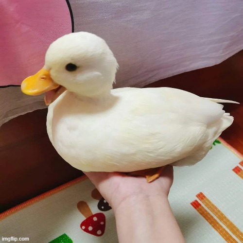 Cute duck | image tagged in ducks | made w/ Imgflip meme maker