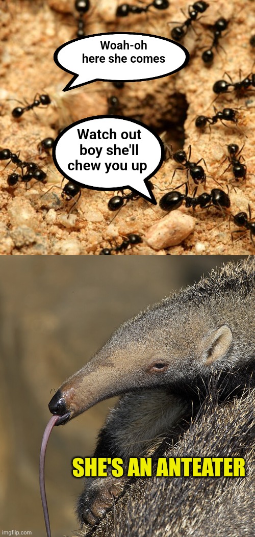 I'm sorry | Woah-oh here she comes; Watch out boy she'll chew you up; SHE'S AN ANTEATER | image tagged in dad joke,hall of fame | made w/ Imgflip meme maker