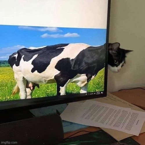 image tagged in cow,cat | made w/ Imgflip meme maker