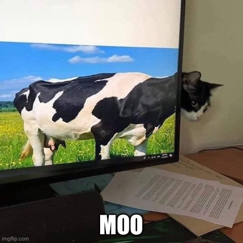 Moo Cat | MOO | image tagged in cow,cat,moo,screen saver | made w/ Imgflip meme maker
