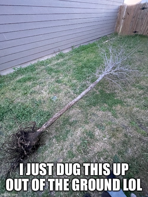 Tree | I JUST DUG THIS UP OUT OF THE GROUND LOL | image tagged in groot hates me | made w/ Imgflip meme maker