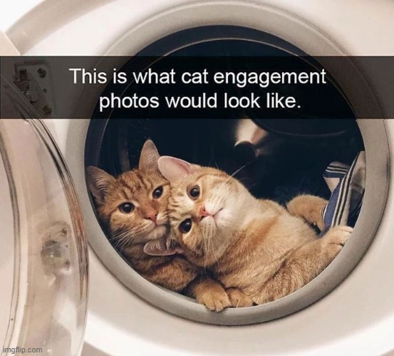 image tagged in cats,memes | made w/ Imgflip meme maker
