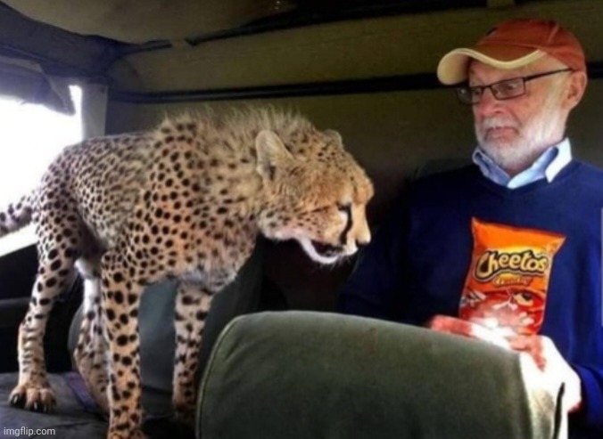 Cheetah wants Cheetos | image tagged in cheetah wants cheetos | made w/ Imgflip meme maker