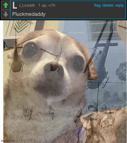 image tagged in ptsd chihuahua | made w/ Imgflip meme maker